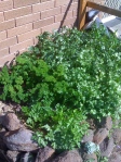 Parsley and Coriander Patch