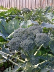 Broccoli Galore