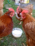 Chickens love porridge