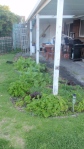 Our old patio garden bed- full of veg