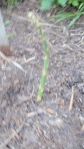 Our first Asparagus Spear!