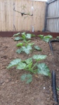 Zucchini & Pumpkin -grown 30cms in 1 week!