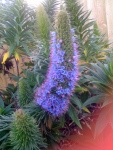 My favourite: Echiums are back!