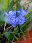 Hyacinths from last year, reappearing!
