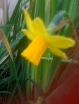 Daffodils in flower! Yey!