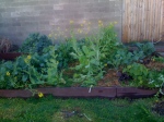 The overgrown side- wongbok shooting to seed, kale & beetroot