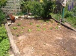 Lettuce and Celery patch (before decimation by chickens!)