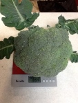 The 1.054kg Broccoli Head!