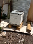 Our bees, fanning the hive & bringing back nectar