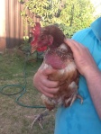 Whole Lotta Rosie- our new golden girl chicken Rose
